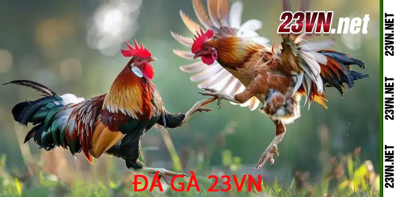 Đá Gà 23vn